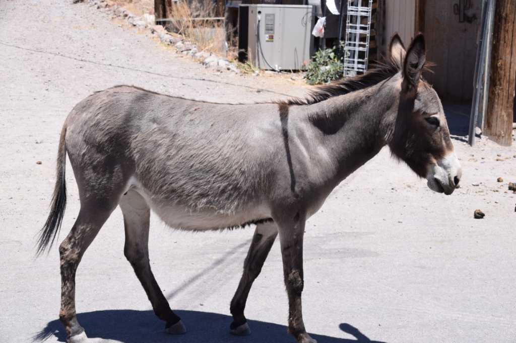 DSC_0244Mittel_.JPG
